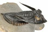 3" Zlichovaspis Trilobite With Two Reedops - Morocco - #198135-3